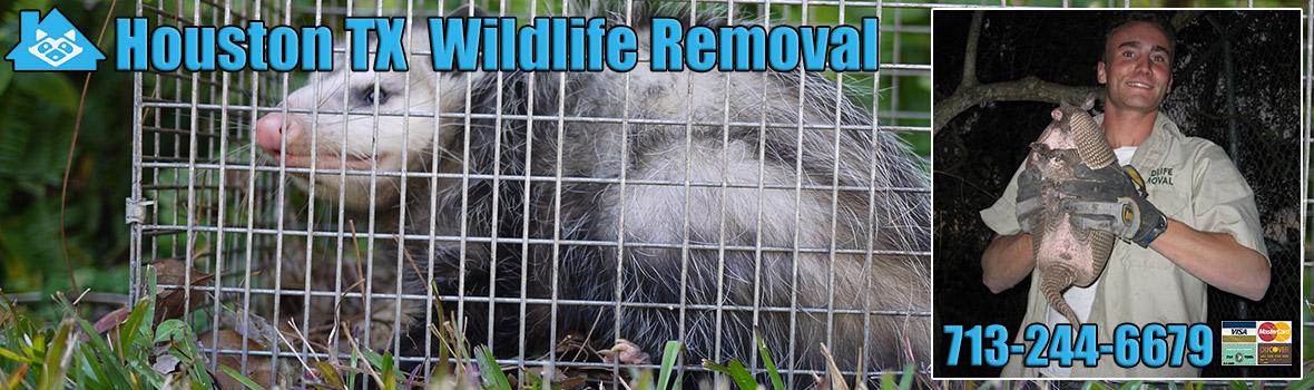 Houston Wildlife and Animal Removal